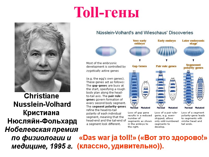 Toll-гены  «Das war ja toll!» («Вот это здорово!» (классно, удивительно)).